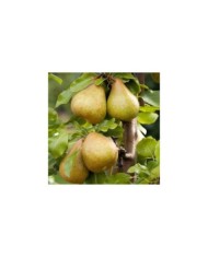 Poirier Delbard Gourmande® (Delbard)