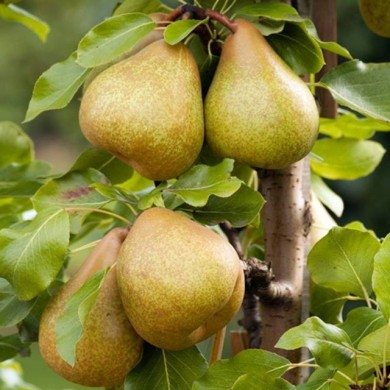 Poirier Delbard Gourmande® (Delbard)