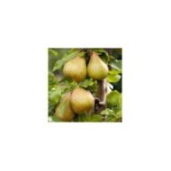Poirier Delbard Gourmande® (Delbard)