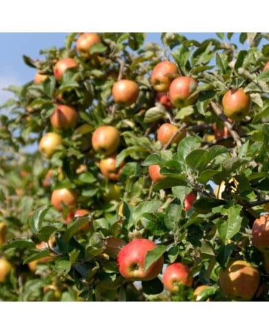 Pommier Delbard Jubilé®