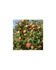 Pommier Delbard Jubilé®