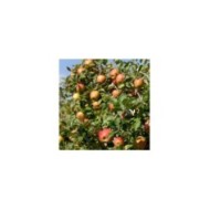 Pommier Delbard Jubilé®