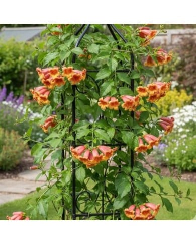 Bignone à vrilles 'Tangerine Beauty'