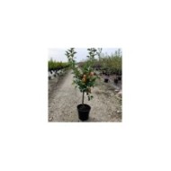 Pommier 'Delbard Jubilé' - gobelet - pot de 12 Litres