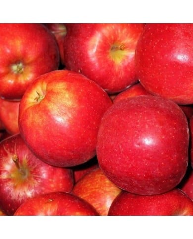 Pomme 'Royal Gala'