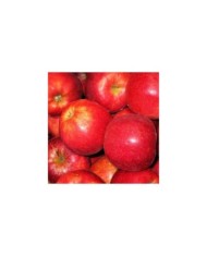 Pomme 'Royal Gala'