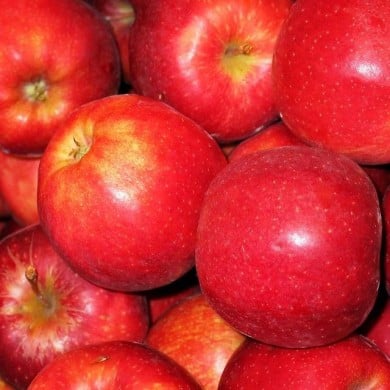 Pomme 'Royal Gala'