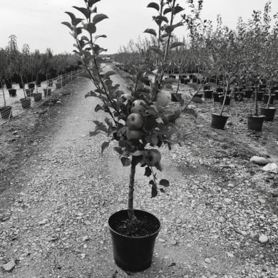Pommier basse-tige (gobelet) en pot de 12 litres