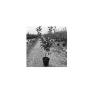 Pommier basse-tige (gobelet) en pot de 12 litres