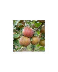 Pommier Belle de Boskoop (piXuLariUm / Adobe Stock)