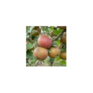 Pommier Belle de Boskoop (piXuLariUm / Adobe Stock)