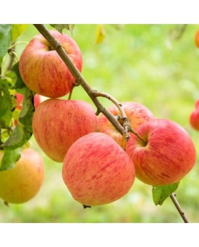 Pommier Elstar (Oskar / Adobe Stock)