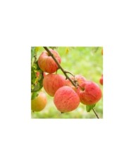 Pommier Elstar (Oskar / Adobe Stock)