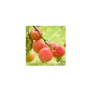 Pommier Elstar (Oskar / Adobe Stock)