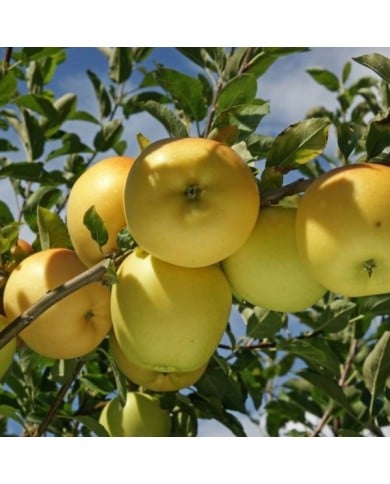 Pommier Golden Delicious (Pictures news / Adobe Stock)