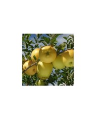 Pommier Golden Delicious (Pictures news / Adobe Stock)