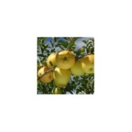 Pommier Golden Delicious (Pictures news / Adobe Stock)