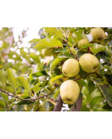 Pommier 'Golden delicious'
