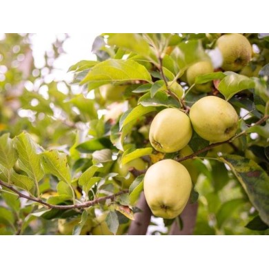Pommier 'Golden delicious'
