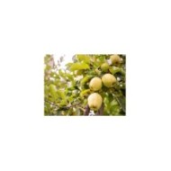Pommier 'Golden delicious'