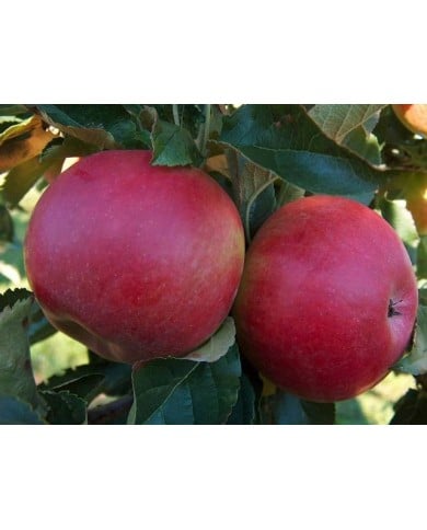 Pommes 'Idared'