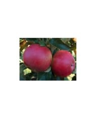 Pommes 'Idared'