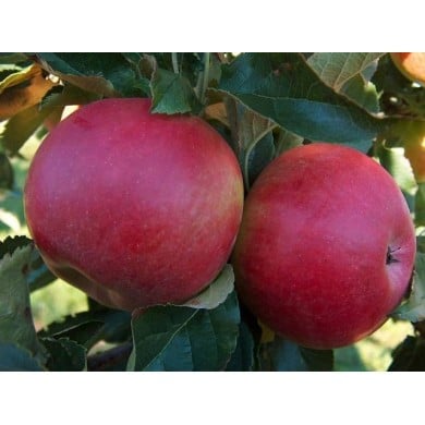 Pommes 'Idared'
