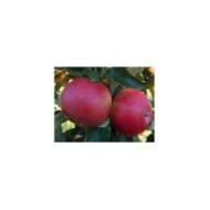 Pommes 'Idared'