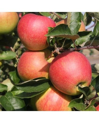 Pommes Jonagold à maturité (Glysiak / wikimedia.org)