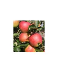 Pommes Jonagold à maturité (Glysiak / wikimedia.org)