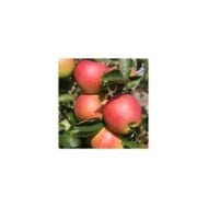 Pommes Jonagold à maturité (Glysiak / wikimedia.org)
