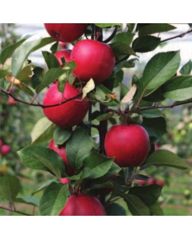 Pommier Redlove