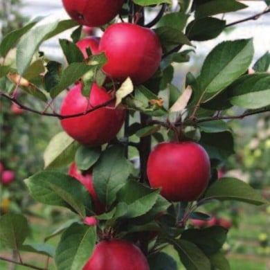 Pommier Redlove
