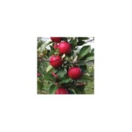 Pommier Redlove