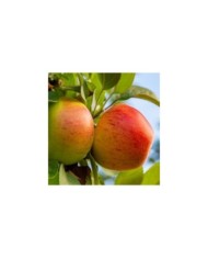 Pommier Reine des Reinettes (Marius Faust / Adobe Stock)
