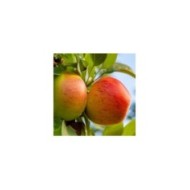Pommier Reine des Reinettes (Marius Faust / Adobe Stock)