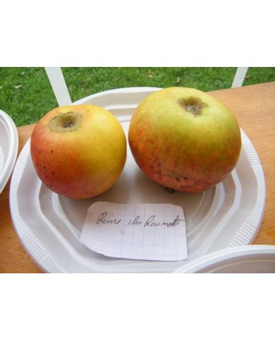 Pommes 'Reine des reinettes'