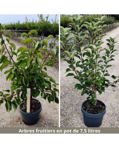 Arbres fruitiers livrés en pot de 7 -5 litres