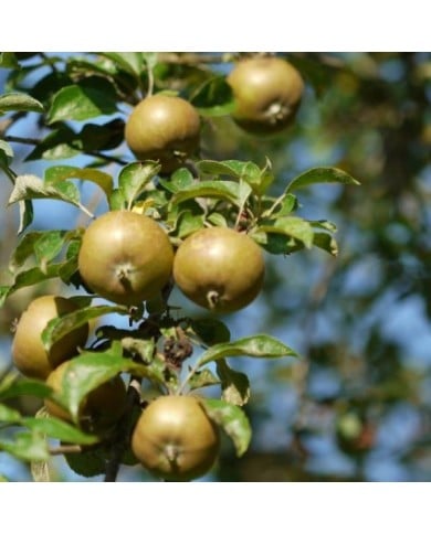 Pomme 'Reinette grise du Canada'