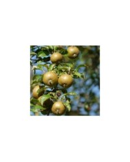 Pomme 'Reinette grise du Canada'