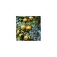 Pomme 'Reinette grise du Canada'