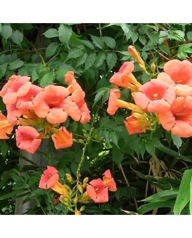 Bignone grandiflora