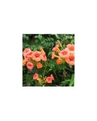 Bignone grandiflora