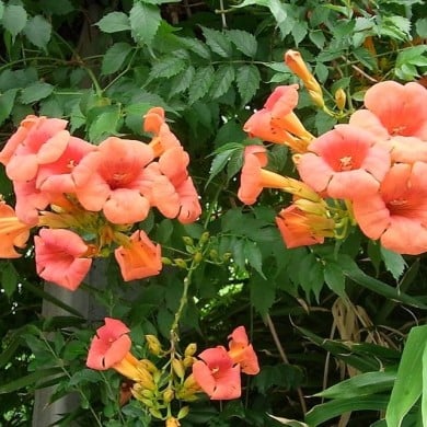 Bignone grandiflora