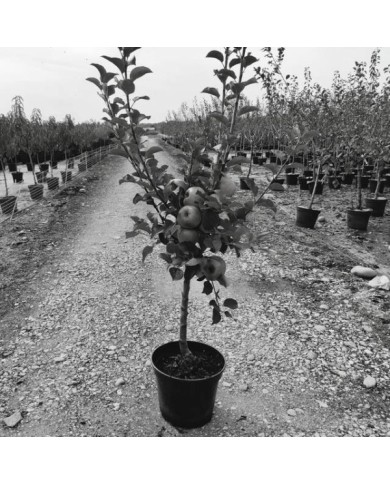 Pommier basse-tige (gobelet) en pot de 12 litres