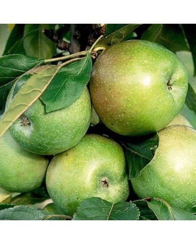 Pommier colonnaire Amboise® (Delbard)