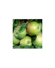 Pommier colonnaire Amboise® (Delbard)