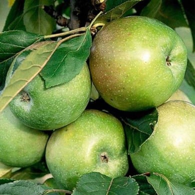 Pommier colonnaire Amboise® (Delbard)