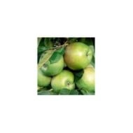 Pommier colonnaire Amboise® (Delbard)