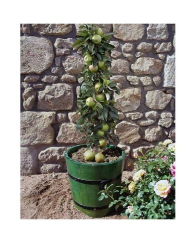 Pommier colonnaire Amboise® (Delbard)